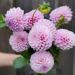 Георгина Снохо Соня (Snoho Sonia)