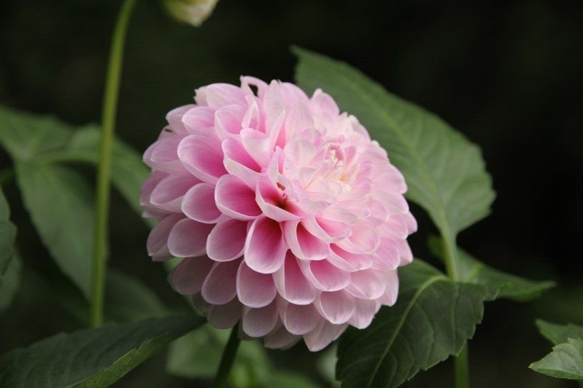 Георгина Снохо Соня (Snoho Sonia) — фото 1