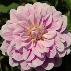 Георгина Рэнди Даун (RANDI DAWN)