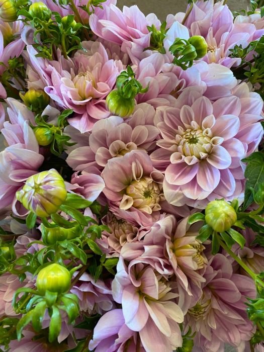 Георгина Рэди Даун (RANDI DAWN) — фото 1