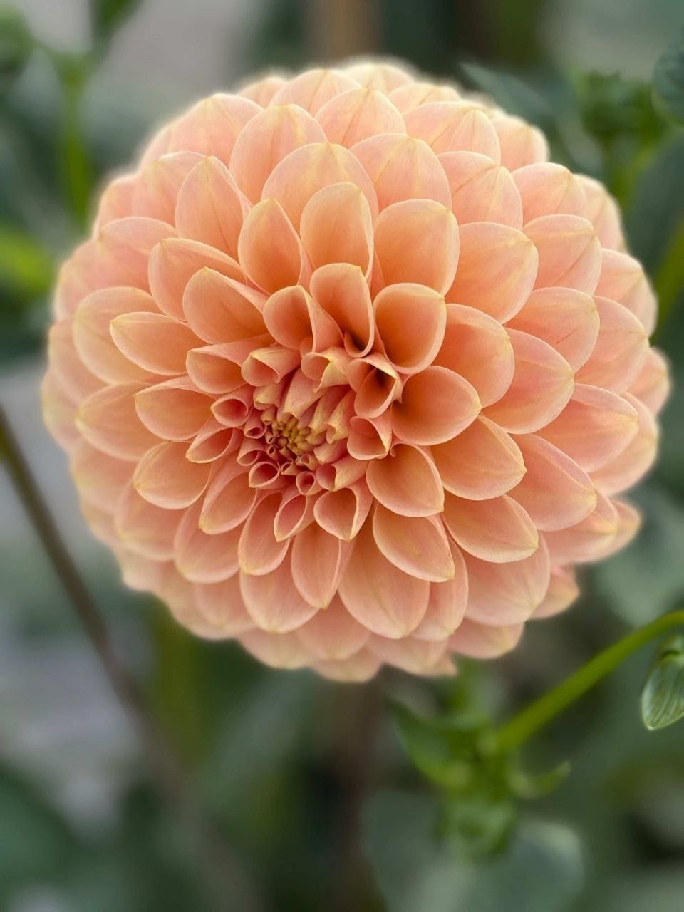 Георгина Леви Канталупа (LEVI'S CANTALOUPE)