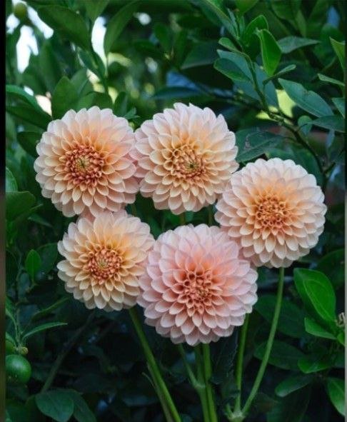 Георгина Леви Канталупа (LEVI'S CANTALOUPE) — фото 1