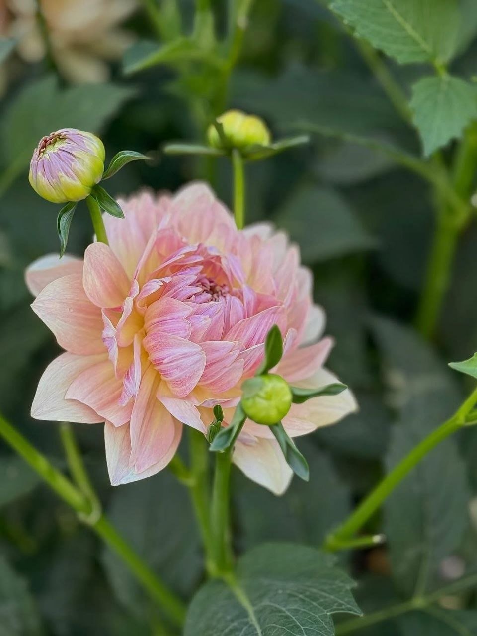 Георгина Джоэлс Фаворит (Joel's Favourite)