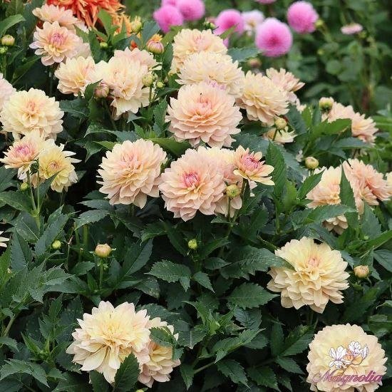 Георгина Джоэлс Фаворит (Joel's Favourite) — фото 1