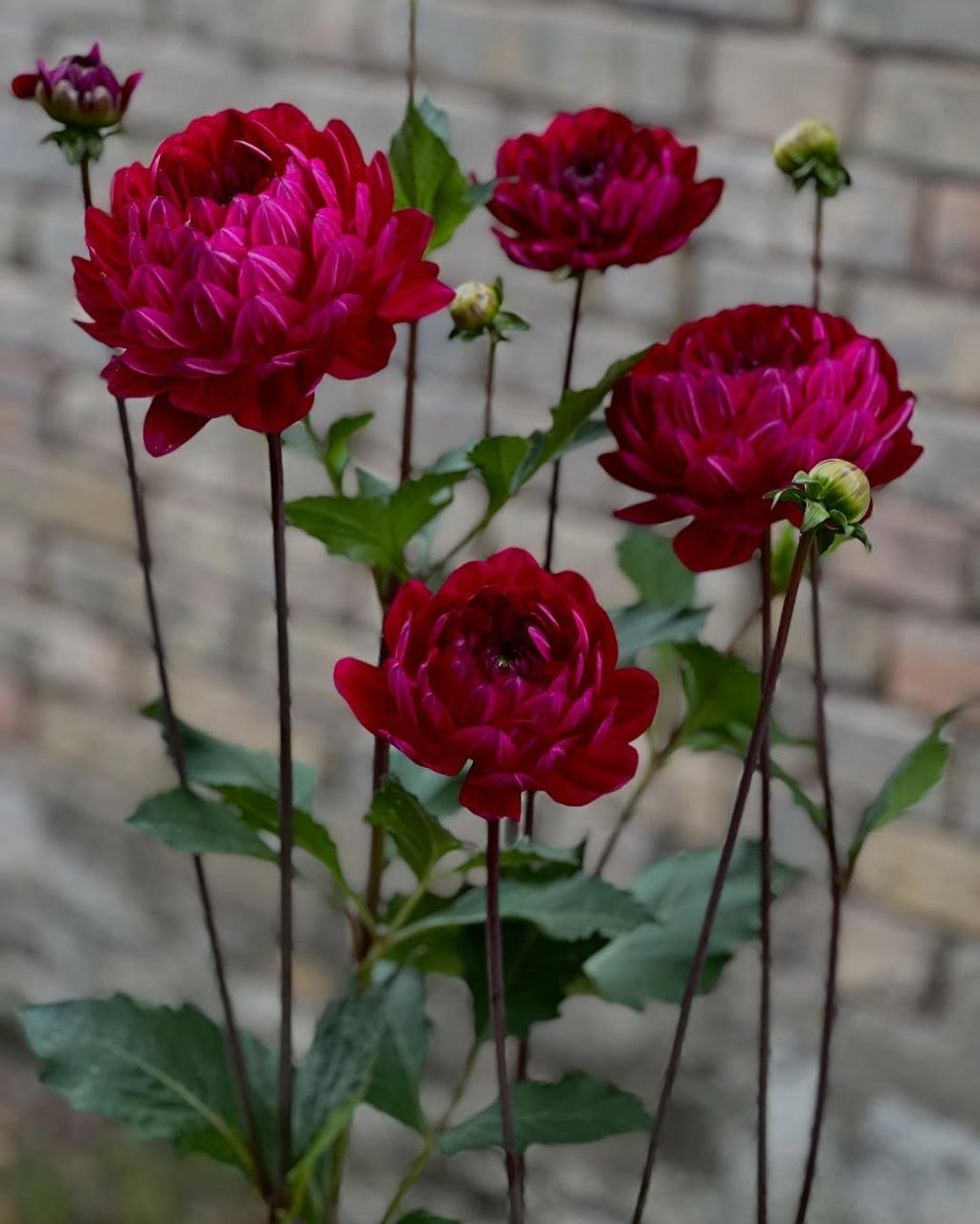 Георгина Сандия Берта (Sandia Bertha)