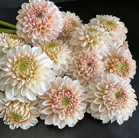 Георгина Ли Кьюпай (Lee's Kewpie) — фото 1