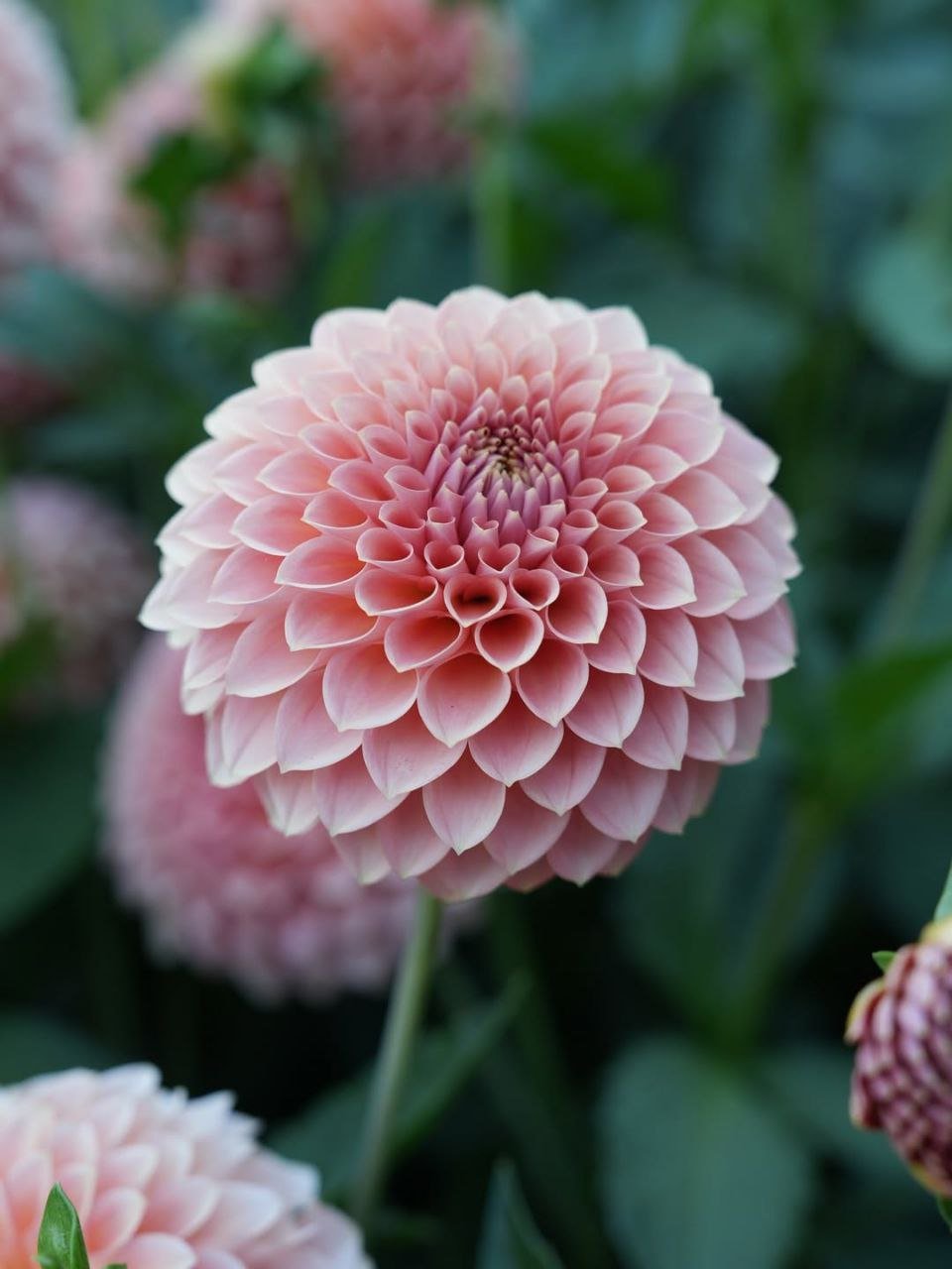 Георгина РМ Люр (RM Lure)