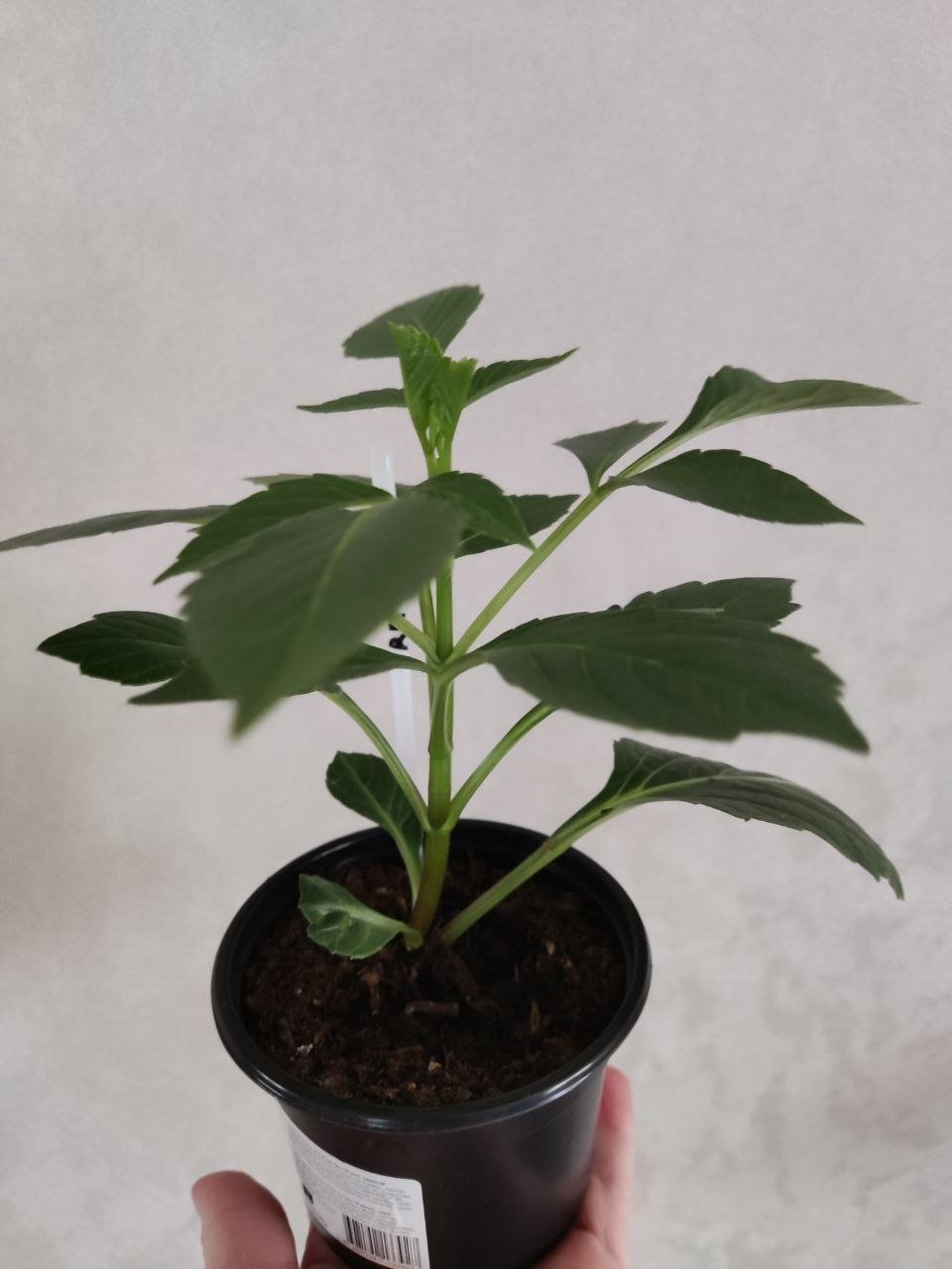 Георгина РМ Люр (RM Lure) — фото 1