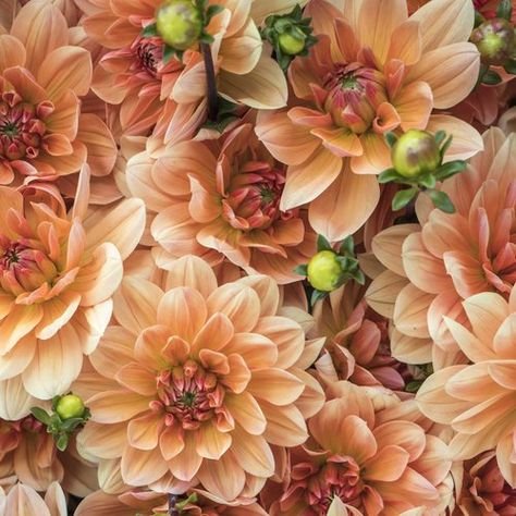 Георгина Ивон (Ivone) — фото 1