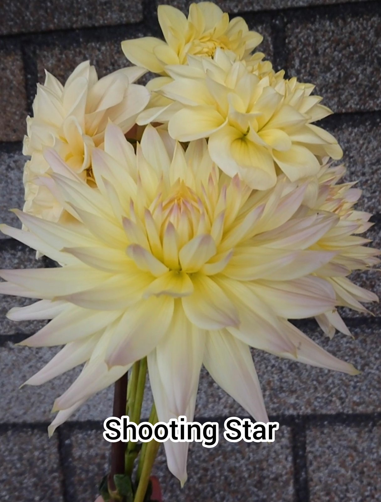 Георгина Шутинг Стар (Shooting Star)