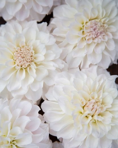 Георгина Айриш Рафлс (Irish Ruffles)