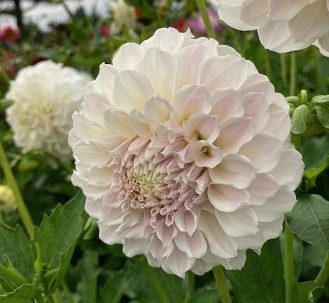 Георгина Айриш Рафлс (Irish Ruffles) — фото 1